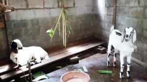 Goats and shed at the 'agri project'